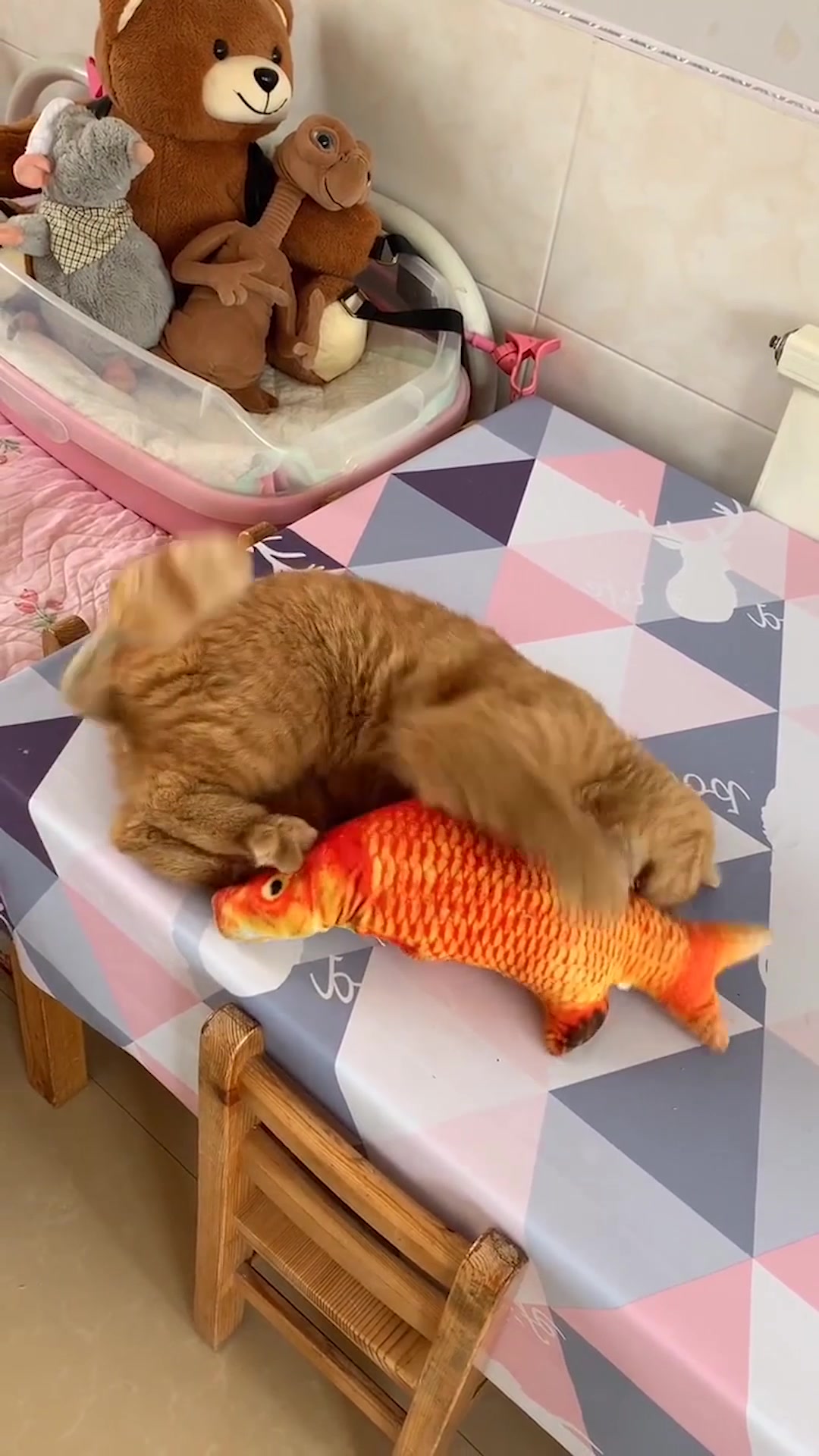 小猫咪太逗了,抱着最爱的鱼却吃不了,啥感觉呢?