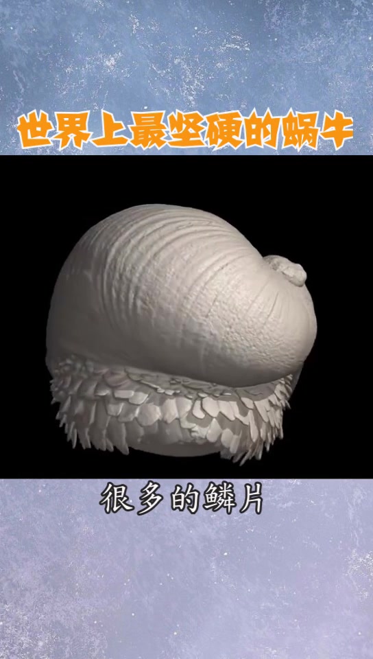 世界上最坚硬的蜗牛,子弹也打不穿