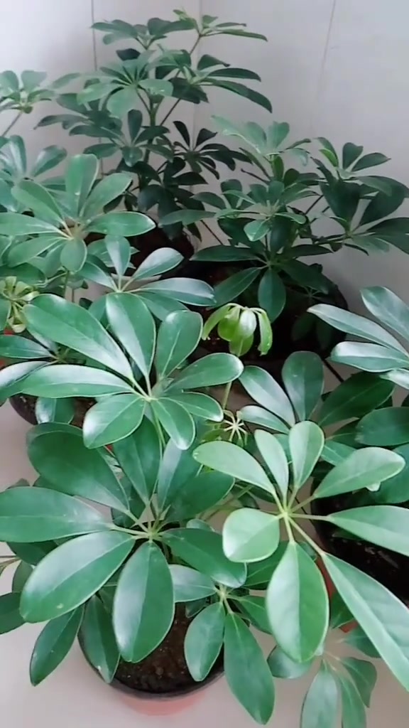 发财树其实很好养,只要你牢记这几点,生长快速又茂盛