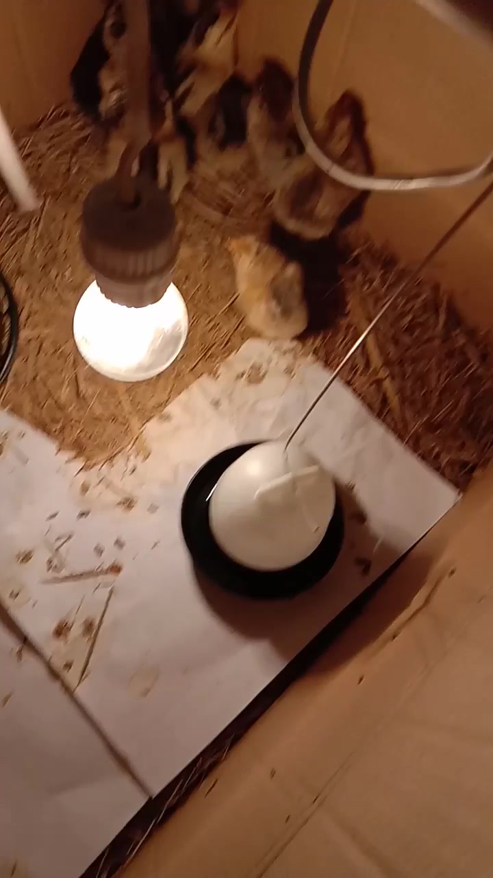 小鸡出壳第三天,可以饮食和饮水了,鸡苗很强壮。这次又一只小黑