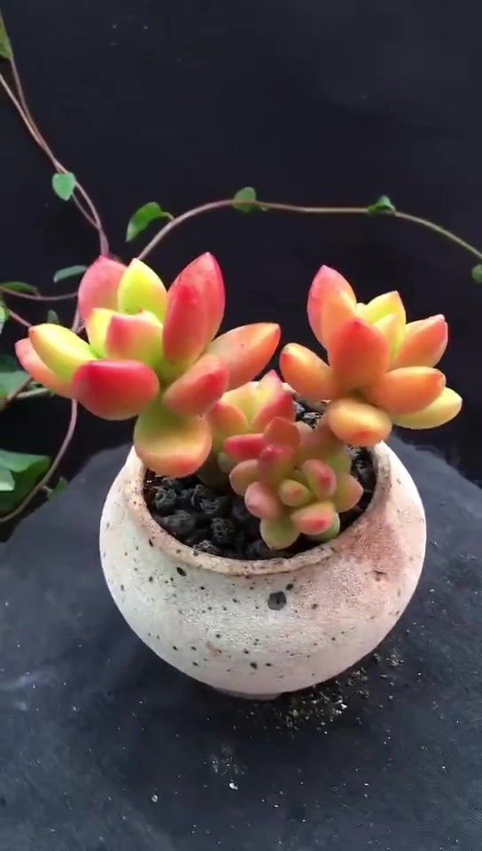 多肉香格里拉老桩,在这无可奈何花落去的秋日里,依然娇嫩可爱