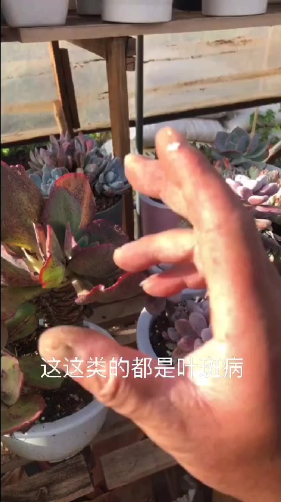 多肉植物叶斑病,太丑了!治疗也要分析原因,教你正确的方法!