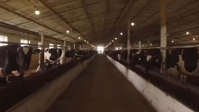 【真实肉感!哈佛培育出人造兔肉牛肉】10月21日,哈佛大学研究人员发表论文称成功在可食用明