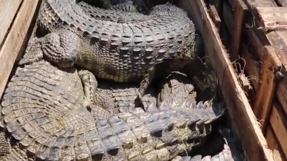 【重大走私鳄鱼案告破!海关解救活体暹罗鳄806条,抓获涉案人员16名】近日,南宁海关捣毁防