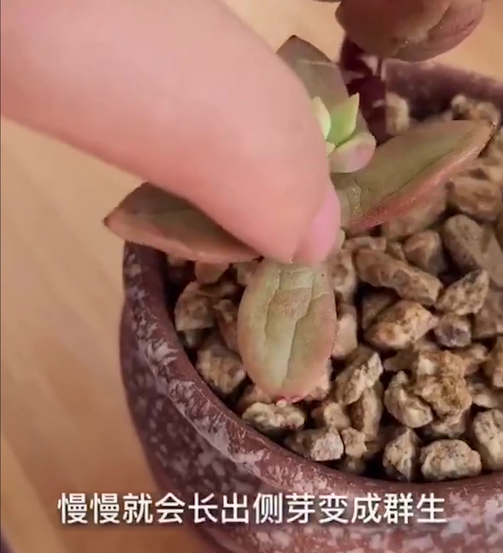 多肉植物黄丽徒长变高了,你得这么做,1颗变N颗,还能快速变群生