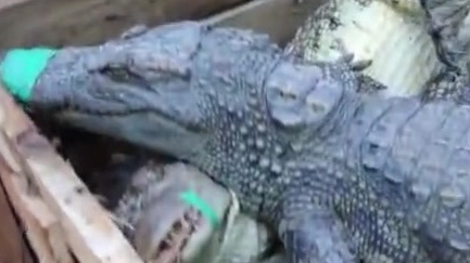 【重大走私鳄鱼案破获 南宁海关解救活体暹罗鳄806条】近日,南宁海关成功捣毁一个鳄鱼走私过