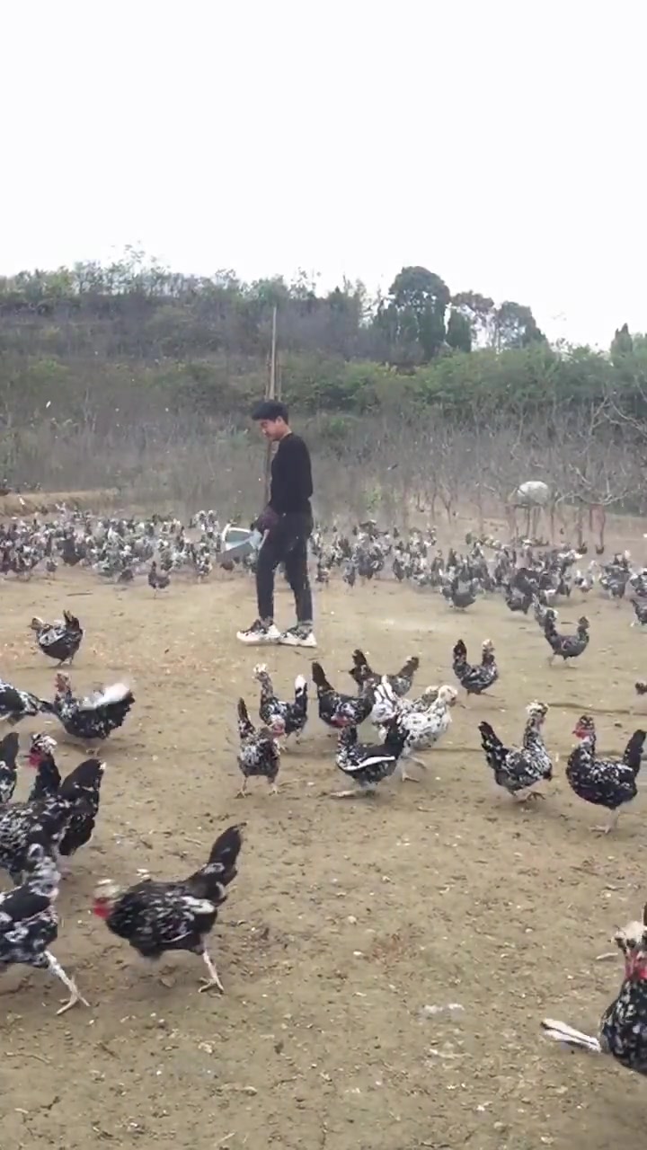 这是鸡群中最靓的仔,一个动作,这群鸡就飞了起来