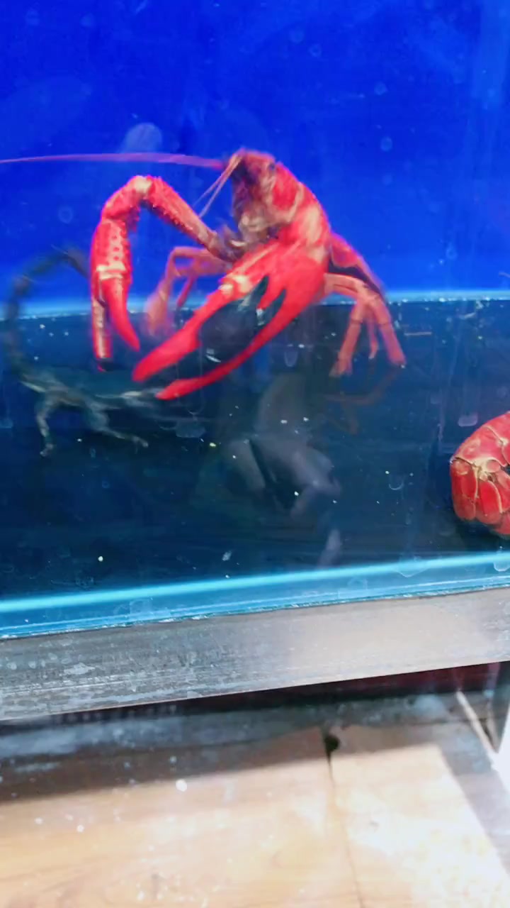龙虾和蝎子在鱼缸中打斗,这龙虾真聪明,先夹住蝎子的尾巴