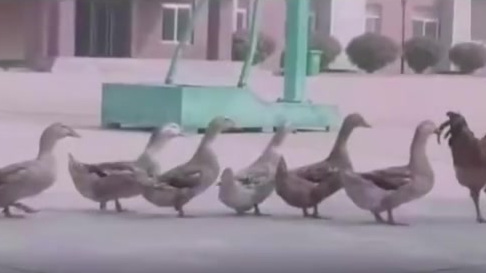 【1只鸡带6只鸭闯民警训练场,“队列”魔性笑喷网友】10月21日,安徽亳州谯城公安在线芦庙