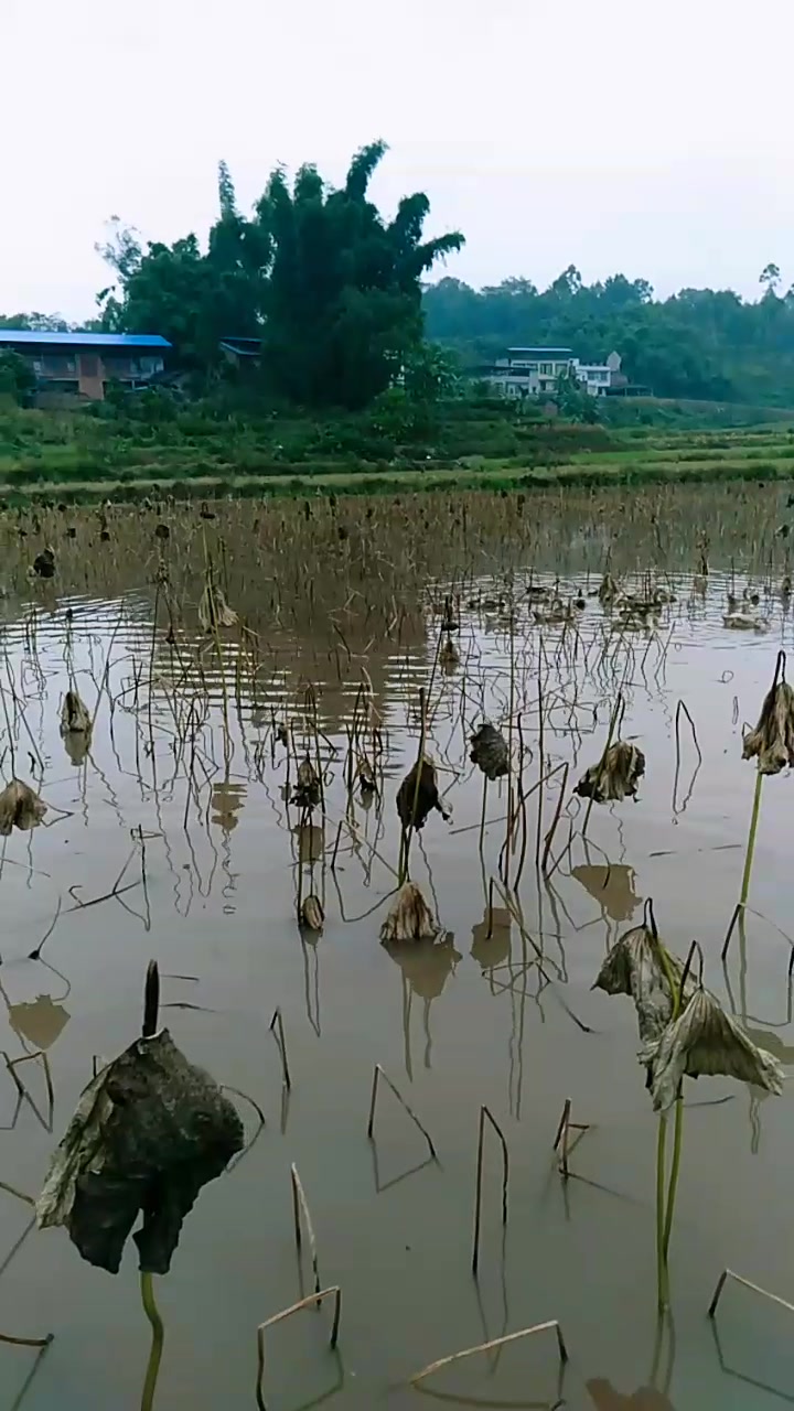 池塘里装满了水,鸭子在里面游来游去寻找食物。