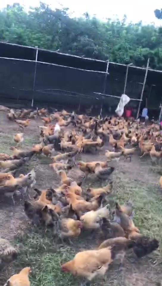 湖南老家的青脚土鸡落户海南农庄