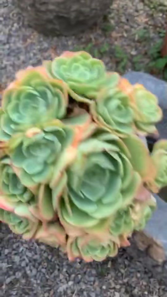 多肉玫瑰最好看的颜色是柠檬黄