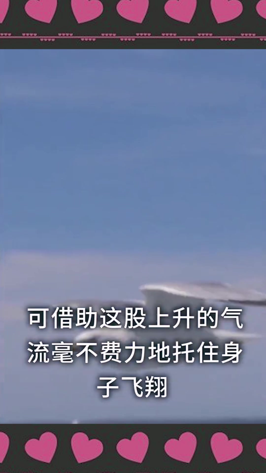 轮船航行时,为什么后面总有海鸥跟随?看完这一幕,长知识了!