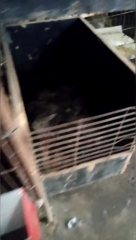兔哥聊养家兔之带你了解比较受兔友欢迎的品种-比利时肉兔。