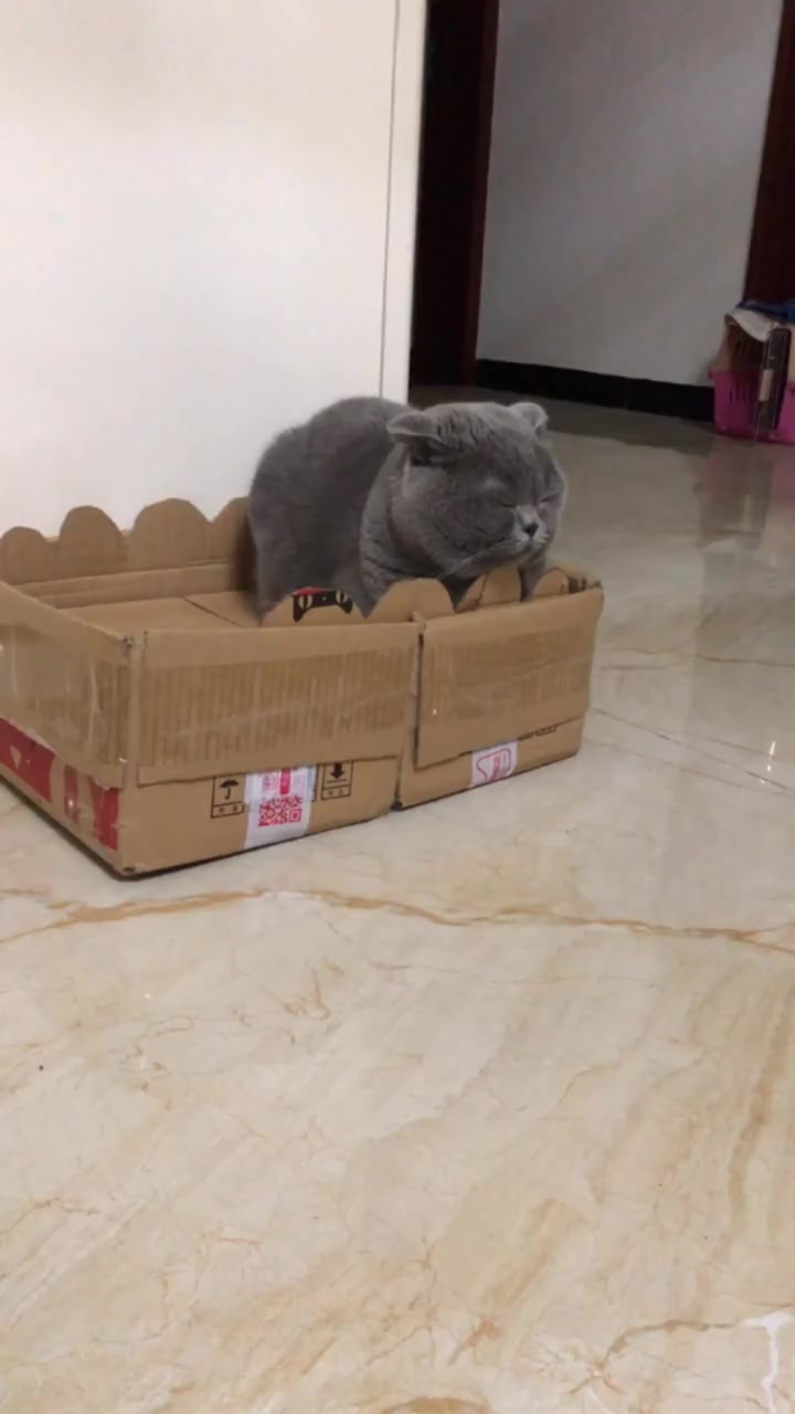 蛋蛋的头像一颗小馒头,有时候饿了真的想啃一口