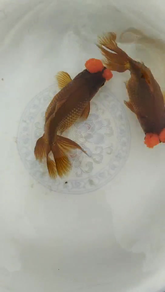 紫色绒球金鱼绣球金鱼