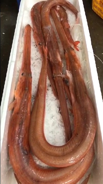 马鞭鱼、烟管鱼、赤杆鱼