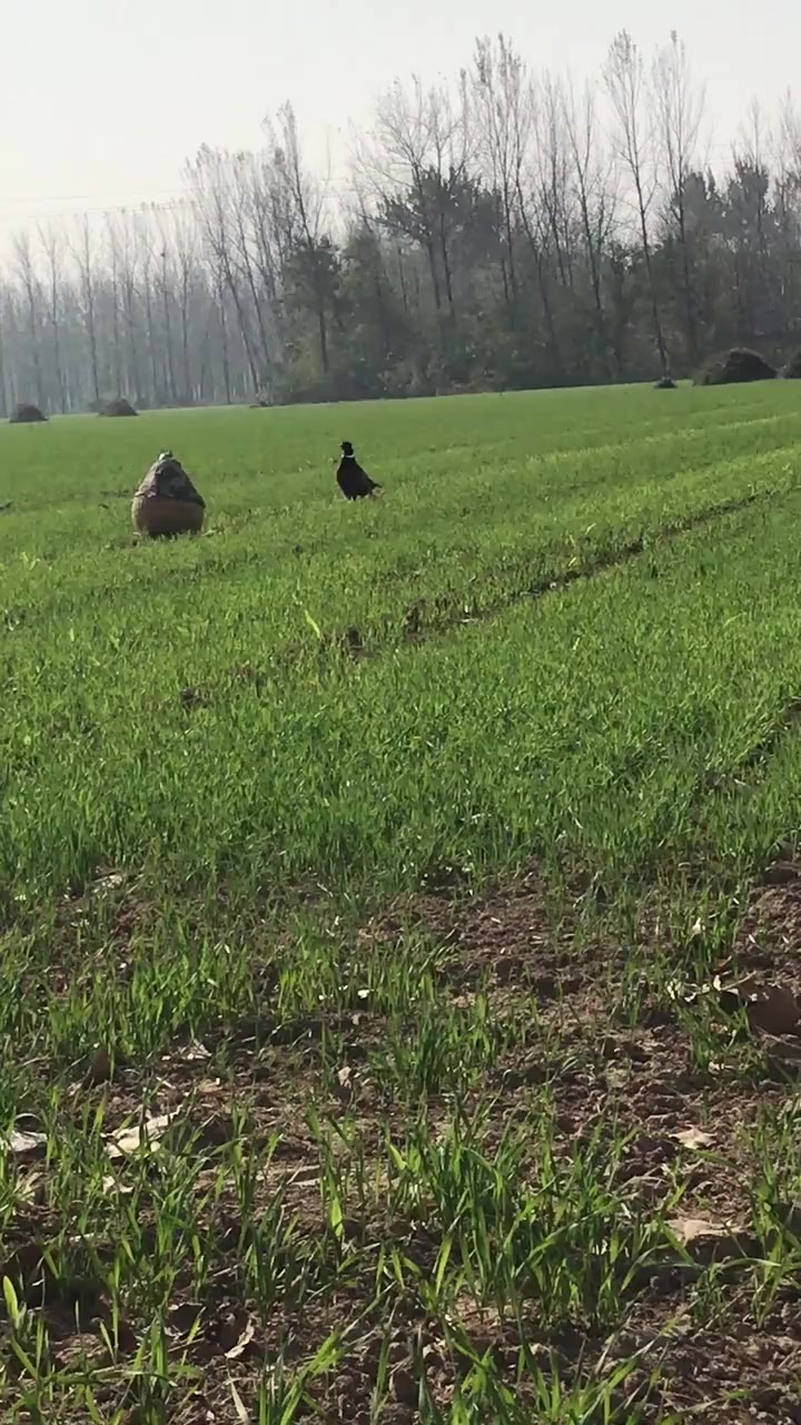 农村地里发现一只野鸡,听到它叫声的这一刻,我不敢靠近了