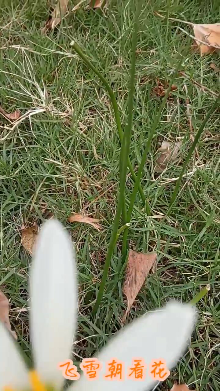 葱莲花语:纯洁的爱情