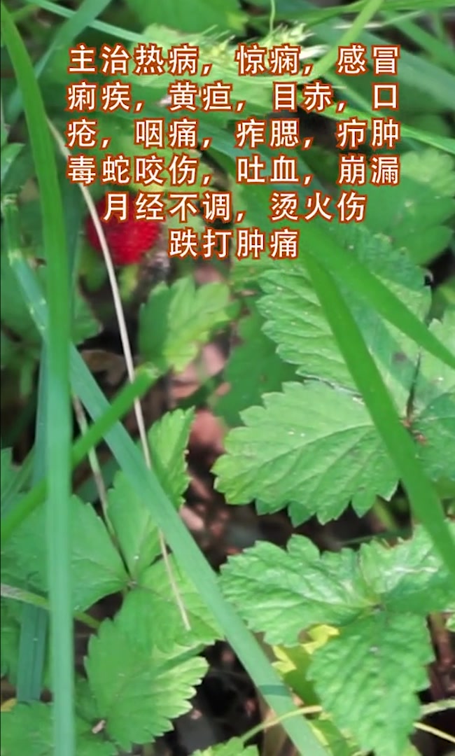 长在路边的蛇莓到底能不能吃?他有哪些功效和作用?