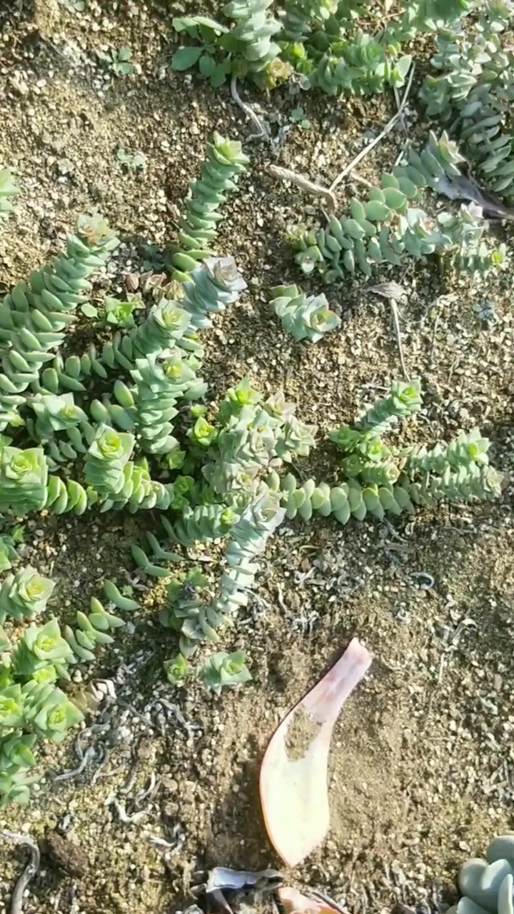 多肉高砂之翁赏析