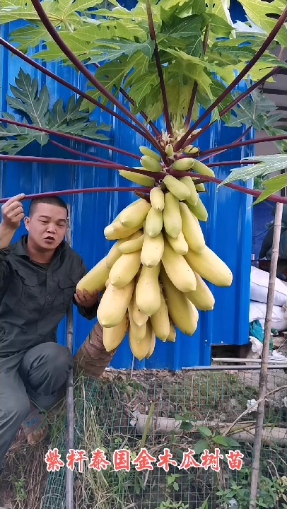 紫杆泰国金木瓜果苗