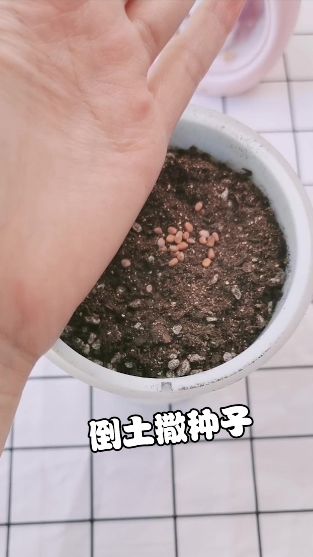 奶茶能养花?!小花农养成记