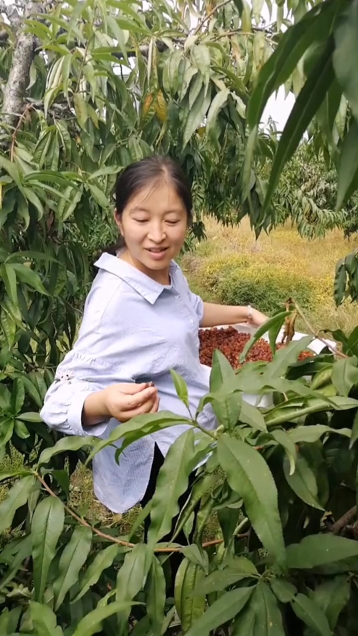 木瓜桃胶雪燕的做法,桃胶美容养颜,雪梨清热止咳
