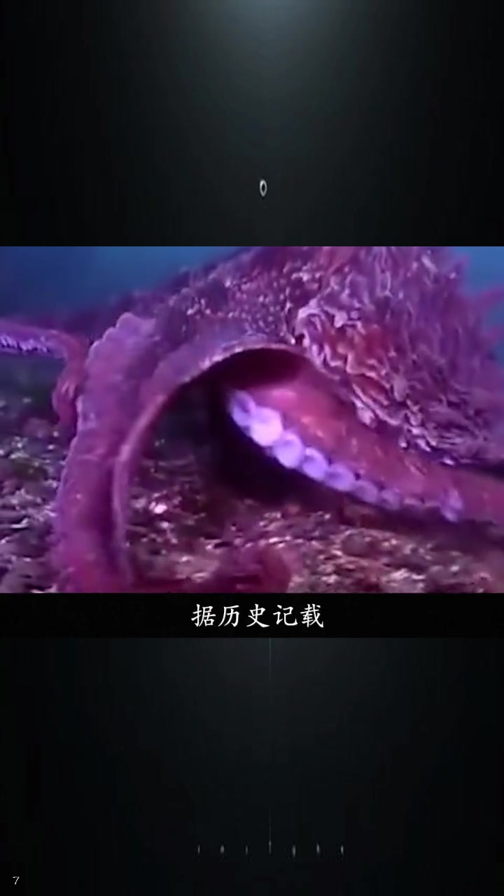 世界上最大的章鱼,可惜已经去世,你觉得它会成为中国人的美食吗