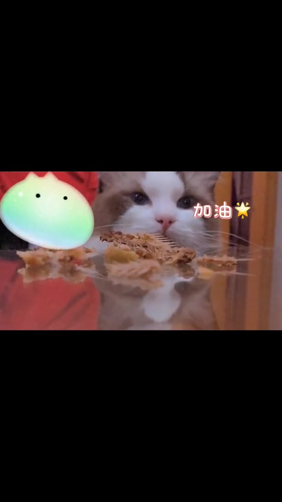 当猫面对鱼刺骨的诱惑