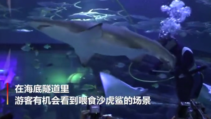 【快看!“海中老虎”长这样!】11月2日,武汉海昌极地海洋公园迎来了“海中老虎”沙虎鲨。沙