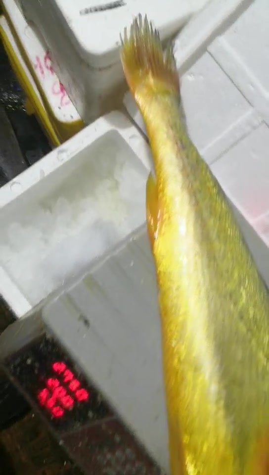 5.5斤东海野生大黄鱼
