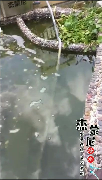 使用鱼池过滤器第二天,明显的水清了!