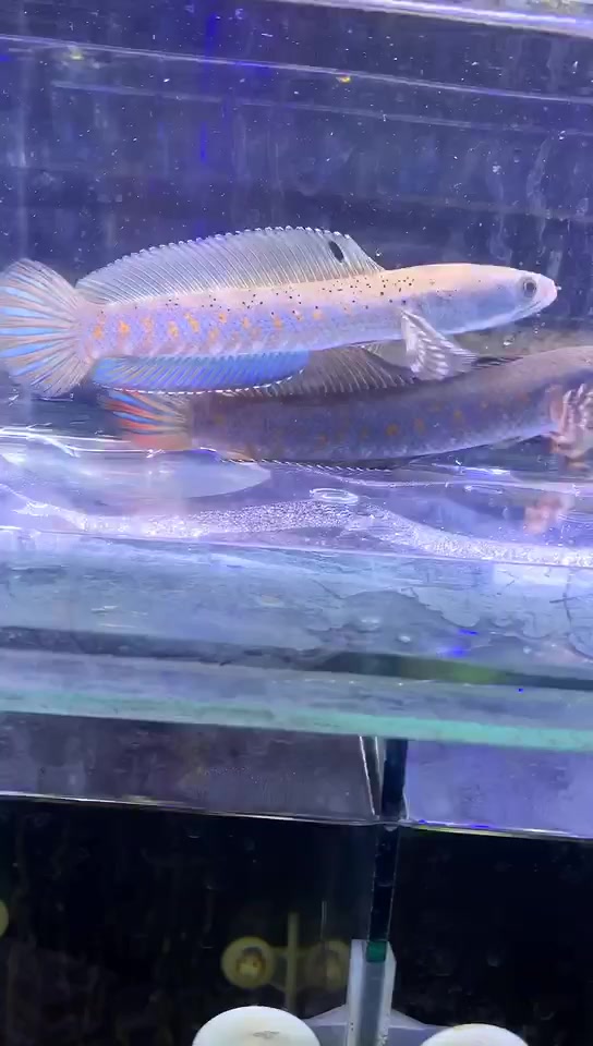 鉴赏,幻红雷龙鱼