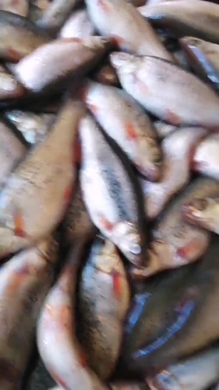 特大号柳根鱼就是带劲