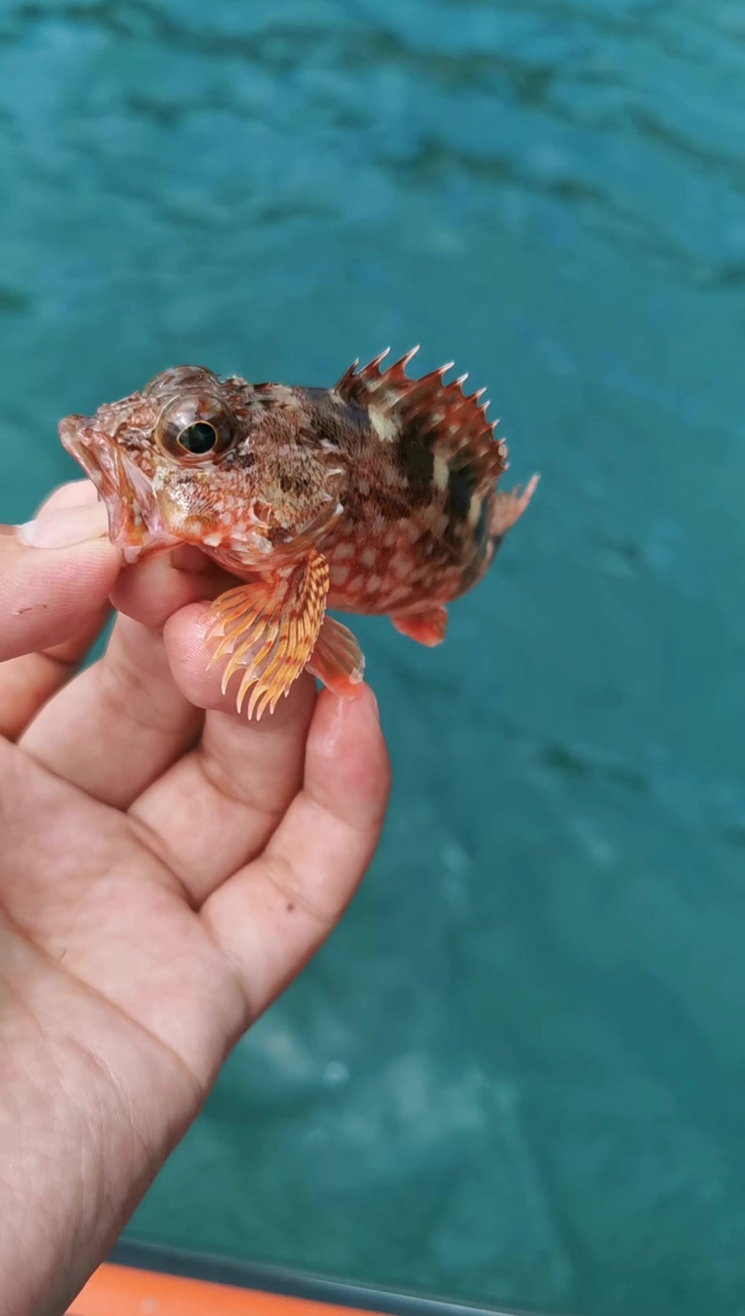 海钓中非常常见的海鱼,广东叫石九公,浙江叫虎头鱼~