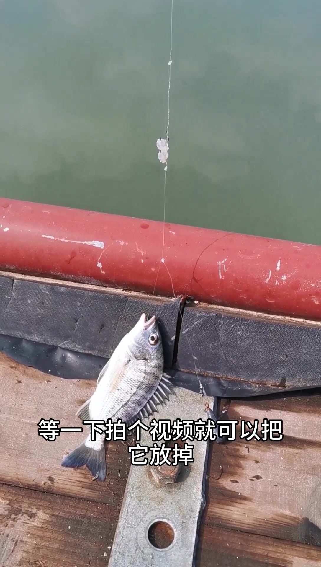 福建霞浦海钓,小鲷鱼~活力非常不错哦~