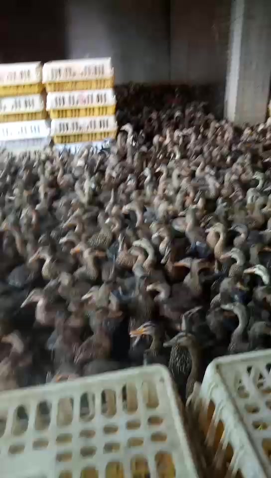 朋友想吃腊鸭,打算买一些鸭回来喂一两月!只是买的价格太高啦!