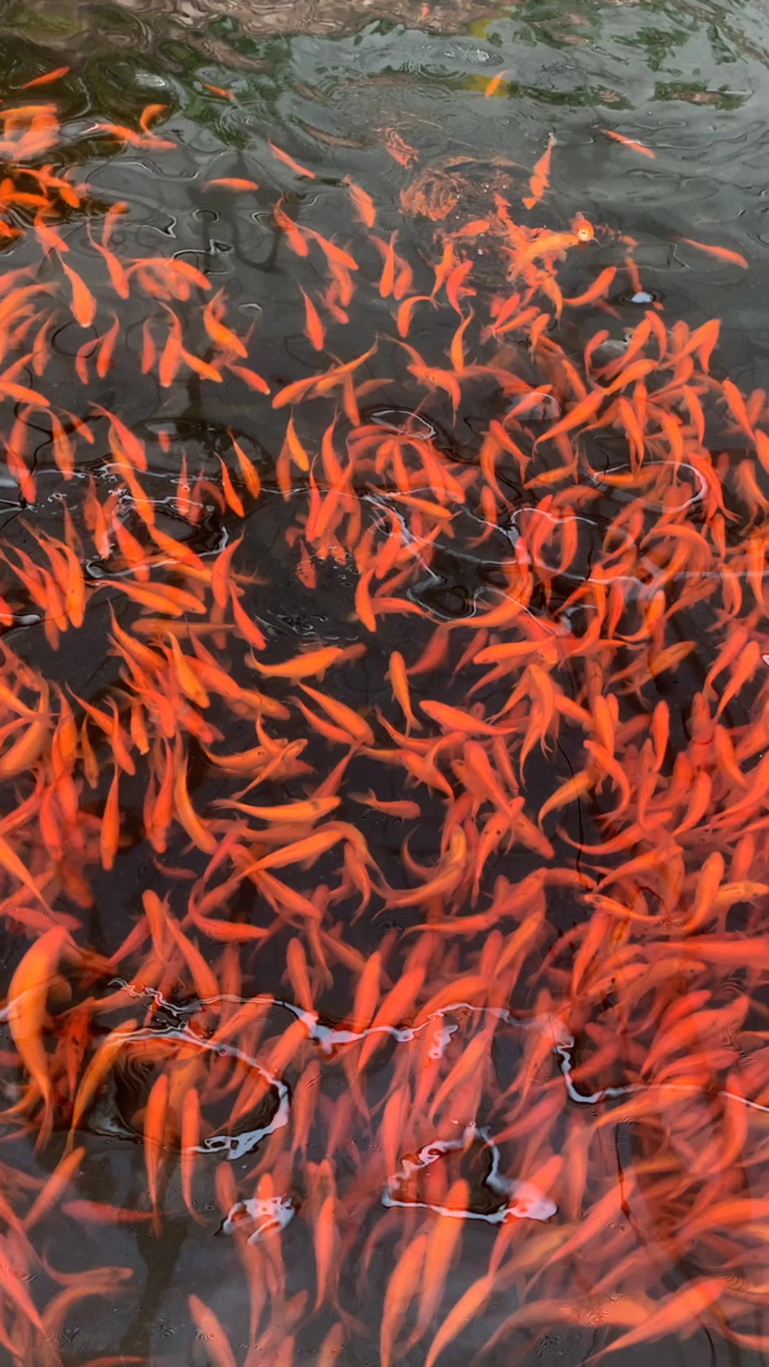 鱼菜共生系统中的兴国红鲤鱼,集食用和观赏于一身