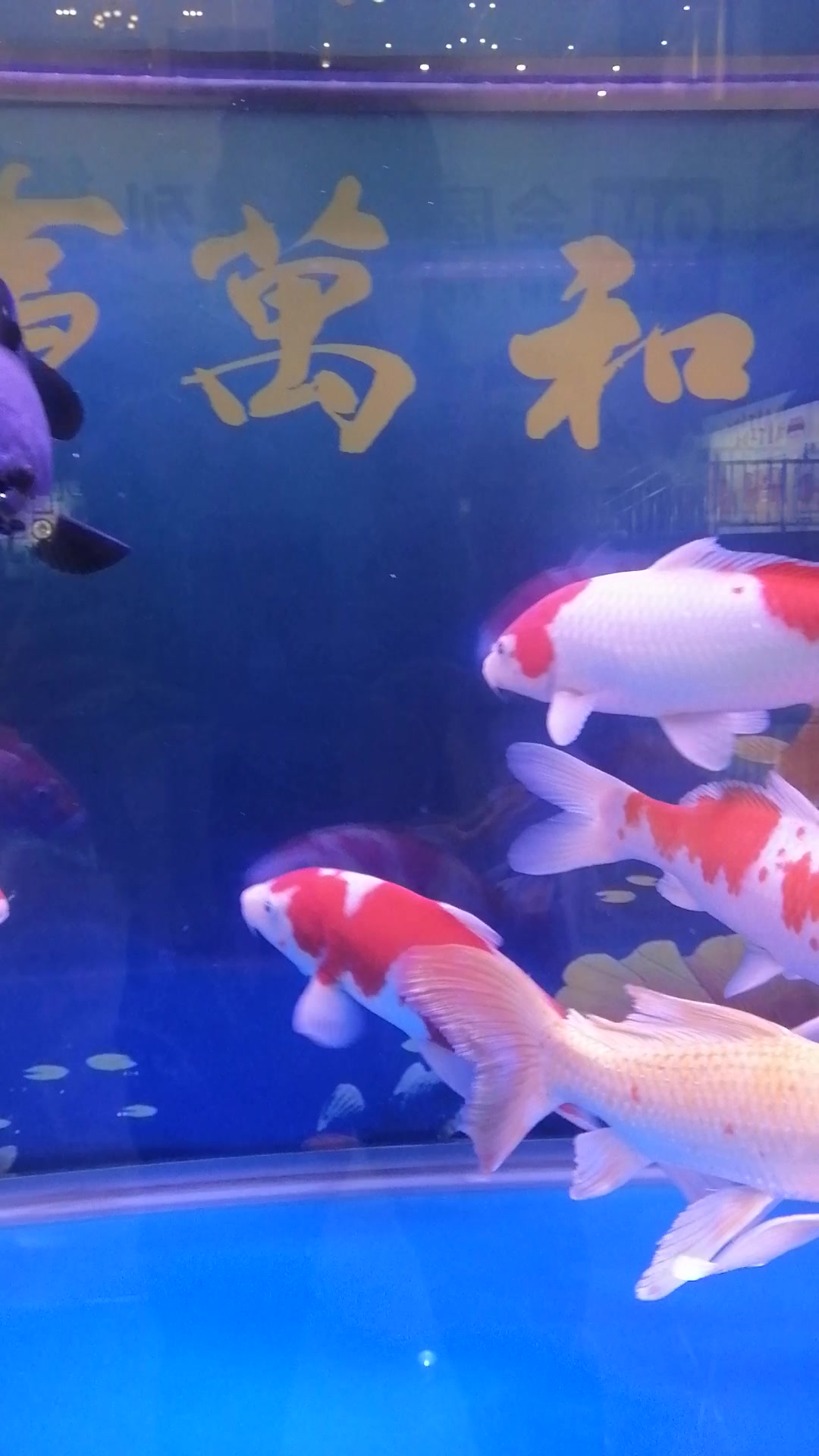 美丽的鱼儿游来游去