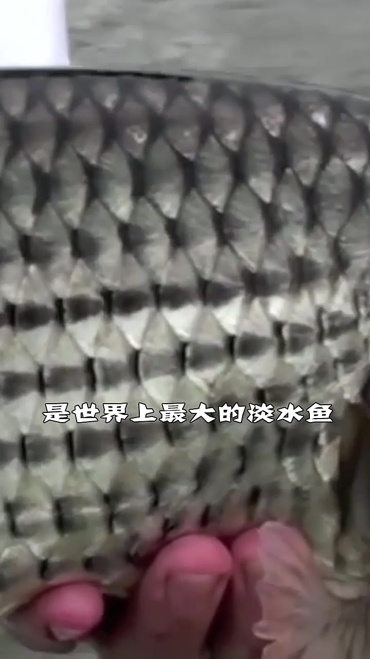 世界上最凶猛的鱼,据说能吃鳄鱼,不知道吃起来会怎么样