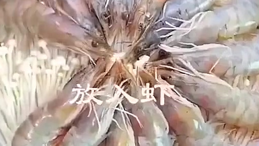 今晚就做了一道蒜蓉大虾,成本大约50元。【看饿了!超美味的大虾做法】金针菇+大虾+蒜蓉,绝