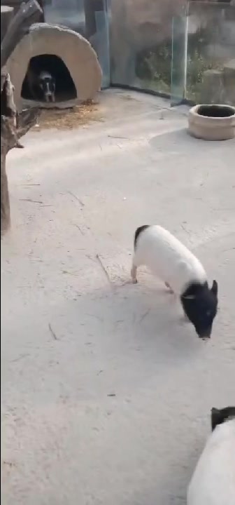 自从猪肉涨价了,看着猪也可爱了!