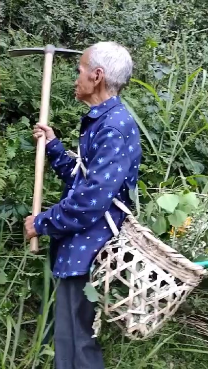 老父亲上山挖草药