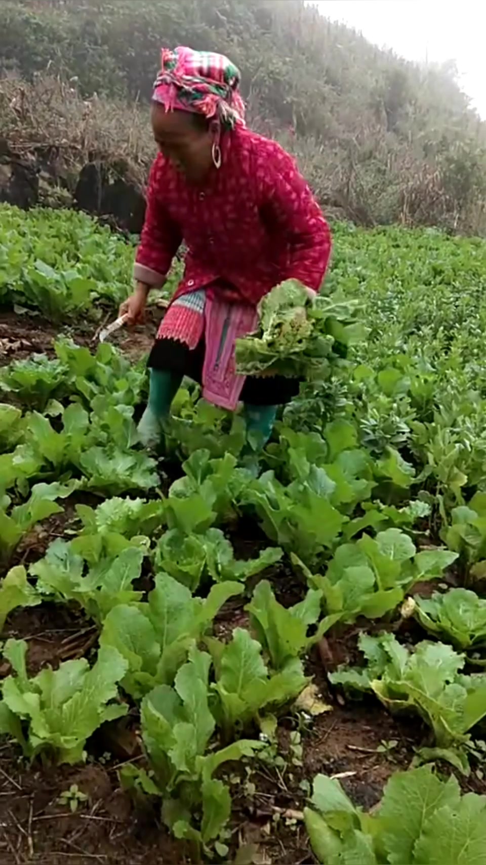 爷爷家的菜地,苗家农村绿色蔬菜