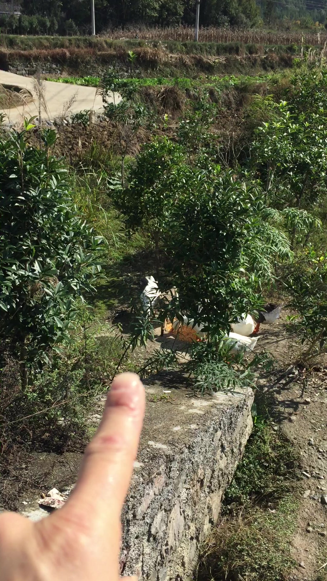 初冬的阳光,鹅群在河里游得好欢,怎么辨别公鹅和母鹅呢