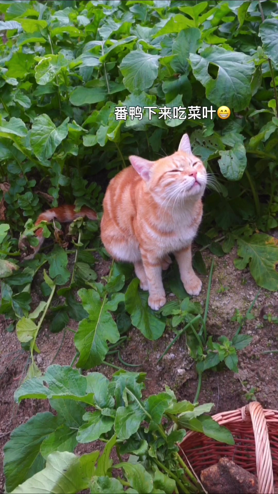 贵妃鸡:我被登鸡欺负了,不开森