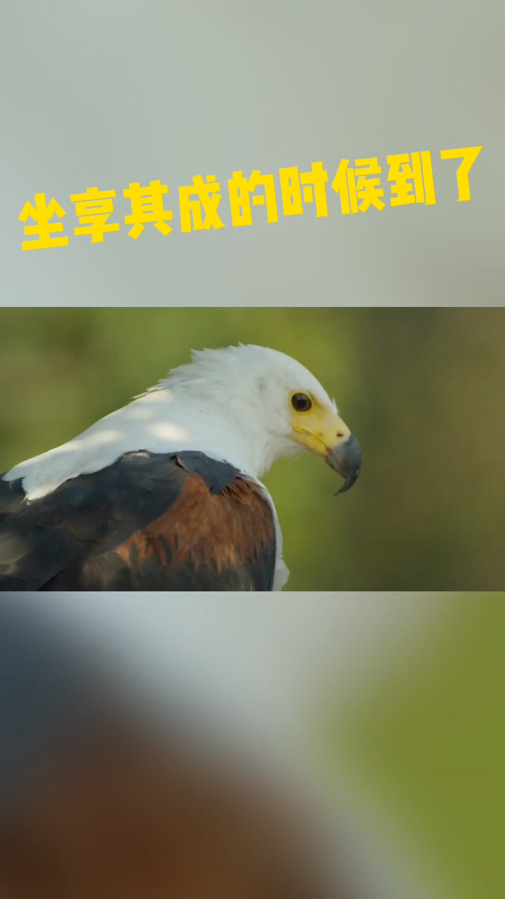 美国白鹳抓鱼吃,鱼鹰等着坐享其成!