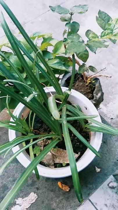 开在黄泉边的曼珠沙华的叶子,你见过吗?