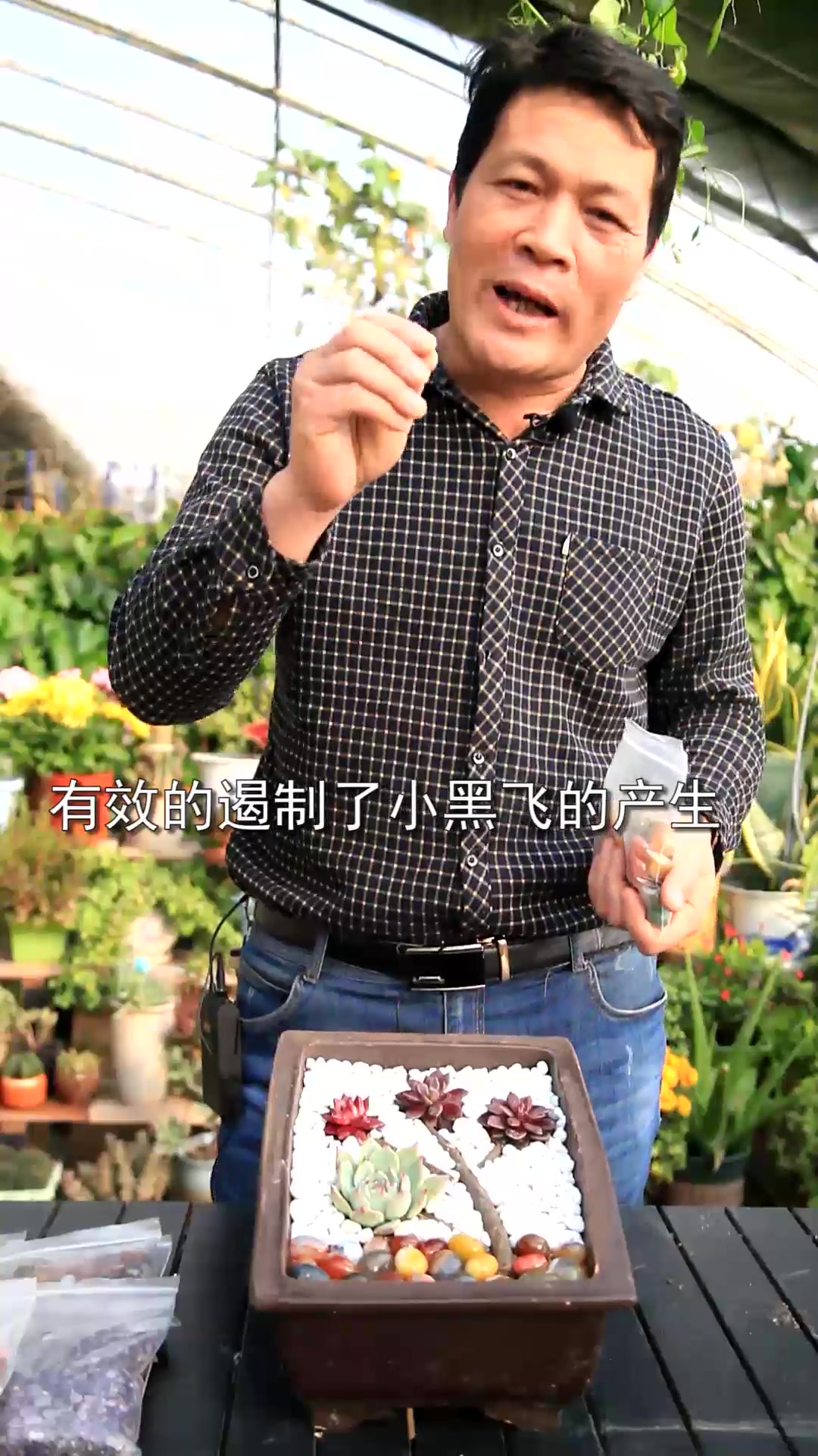 多肉盆景,铺面石点缀,锦上添花!